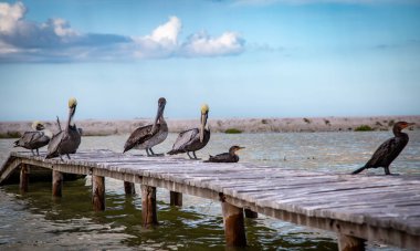 Vahşi hayat, Meksika, Yucatan, Rio Lagartos. Güzel kuşlar poz veriyor. Kahverengi pelikan (Pelecanus Occidentallis). Manzara. Vahşi yaşam. 