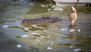 Vahşi yaşam, Meksika, Yucatan, Rio Lagartos. Güzel Morelet Timsahı (Crocodylus Moreletii) poz veriyor. Manzara. Vahşi yaşam. 