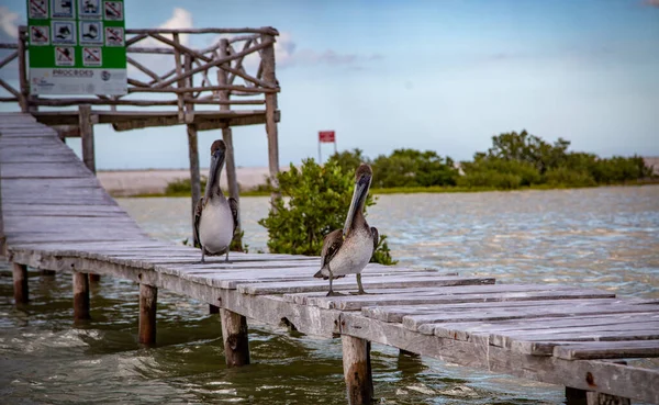 Vilt Liv Mexiko Yucatan Rio Lagartos Vackra Fåglar Poserar Brun — Stockfoto