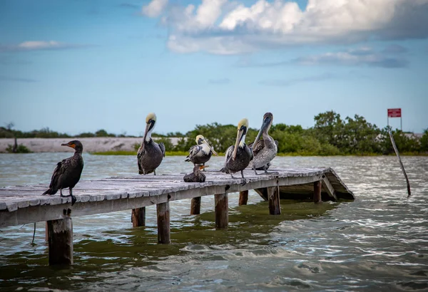 Vita Selvaggia Messico Yucatan Rio Lagarto Bellissimi Uccelli Posa Pellicano — Foto Stock