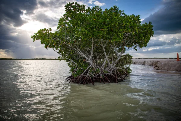 Vilt Liv Mexiko Yucatan Rio Lagartos Vackert Träd Sjö Laguna — Stockfoto