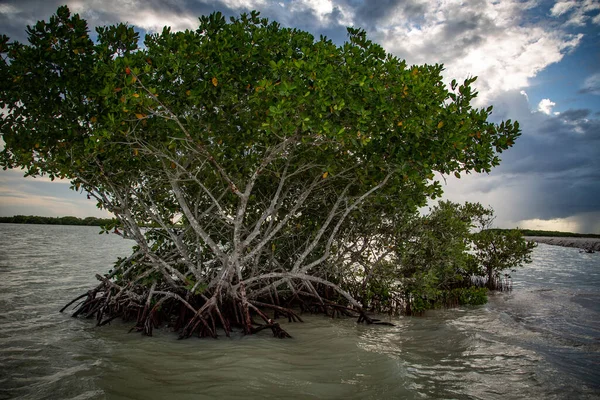 Vilt Liv Mexiko Yucatan Rio Lagartos Vackert Träd Sjö Laguna — Stockfoto