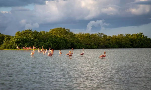 Vilt Liv Mexiko Yucatan Rio Lagartos Vackra Fåglar Amerikansk Flamingo — Stockfoto