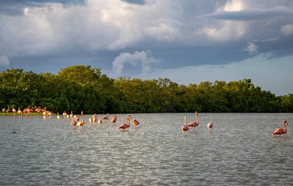 Vida Selvagem México Yucatan Rio Lagartos Lindos Pássaros Flamingo Americano — Fotografia de Stock