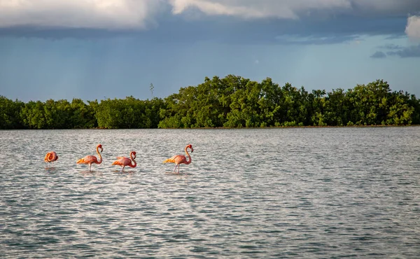 Vilt Liv Mexiko Yucatan Rio Lagartos Vackra Fåglar Amerikansk Flamingo — Stockfoto