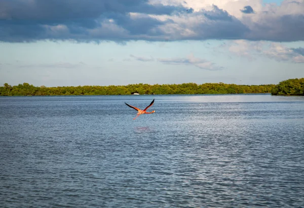 Vilt Liv Mexiko Yucatan Rio Lagartos Vackra Fåglar Amerikansk Flamingo — Stockfoto