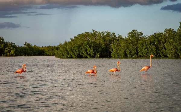 Wild Life Mexico Yucatan Rio Lagartos Beautiful Birds American Flamingo — Stock Photo, Image