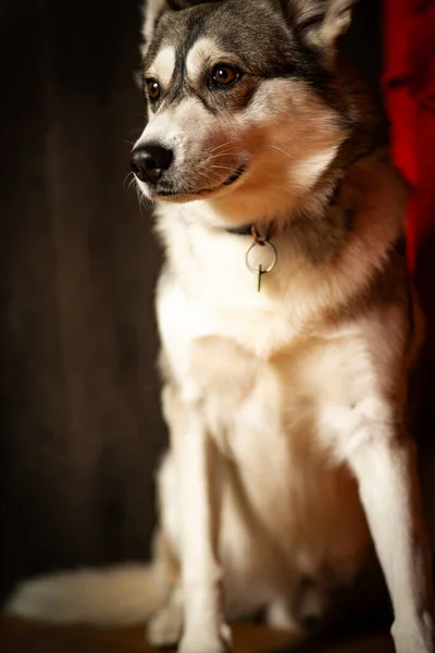 Winter Siberische Husky Klaar Voor Een Oudejaarsavond Kerst Kous Schattige — Stockfoto