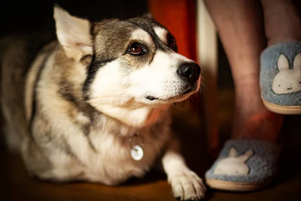 Zimą Syberyjski Husky Jest Gotowy Sylwestra Boże Narodzenie Pończochy Ładny — Zdjęcie stockowe