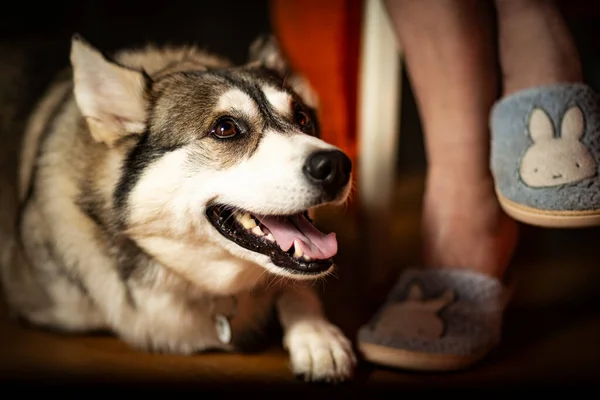 Winter Siberische Husky Klaar Voor Een Oudejaarsavond Kerst Kous Schattige — Stockfoto