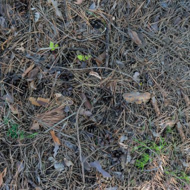 İğne ve konilerden yapılmış arka plan