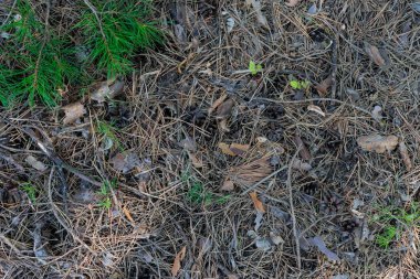 İğne ve konilerden yapılmış arka plan