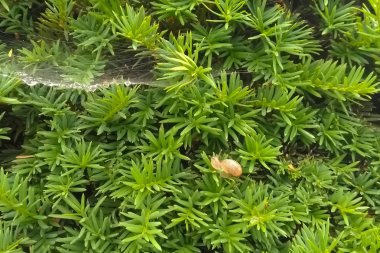 Örümcek ağı ile Taxus Densiformis üzerinde küçük bir salyangoz