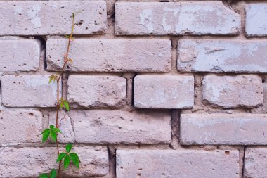 Yakınlarda genç bitkiile tuğla duvar. Liderlik kavramı, yaşam ve güçlü olmak