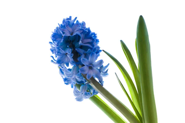 Isolado Flor Jacinto Azul Brilhante Perto Branco — Fotografia de Stock