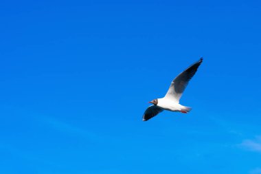 Kopyalama alanı ile yaratıcı düzen. Arka plan parlak mavi gökyüzü, beyaz bulutlar ve uçan bir martı yapılmış