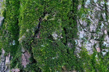 Ahşap kabuğundan yapılmış arka plan