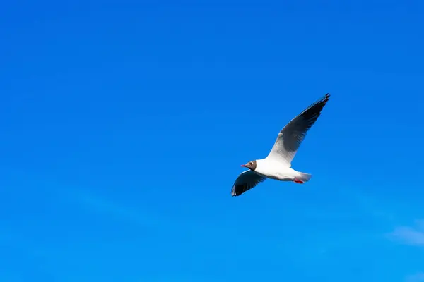 Kreatives Layout Mit Kopierraum Hintergrund Aus Strahlend Blauem Himmel Weißen — Stockfoto