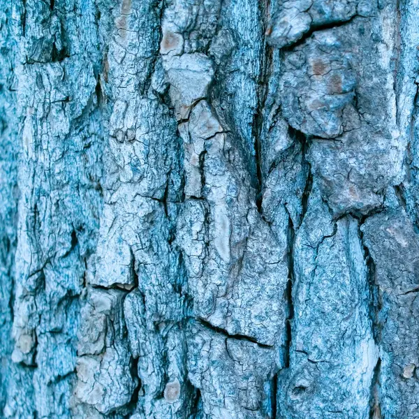 Achtergrond Gemaakt Van Schors Van Hout — Stockfoto