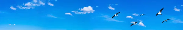 Creative Layout Huge Copy Space Background Made Bright Blue Sky — Stock Photo, Image