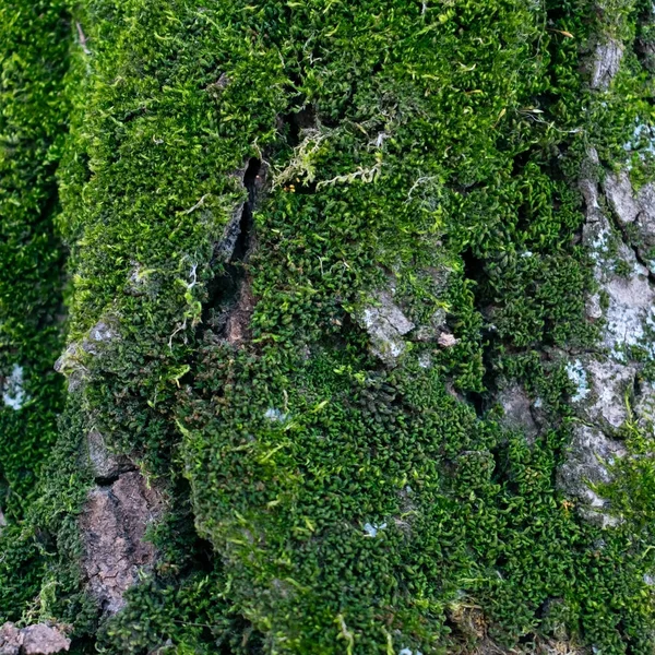 Фон Коры Дерева — стоковое фото