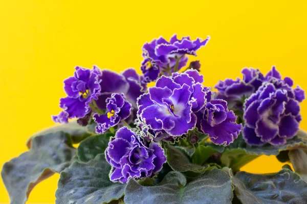 Floração Roxo Brilhante Flor Violeta Africano Fundo Amarelo — Fotografia de Stock