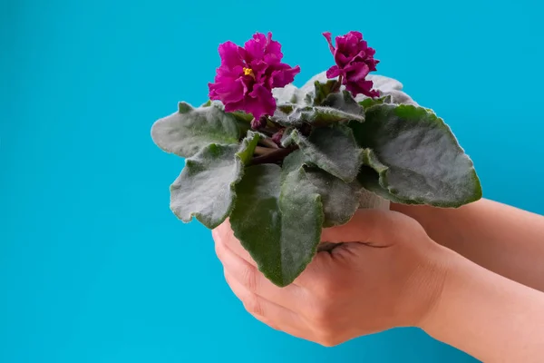 Bright pink African violet flower on young girl\'s hands, cozy home decor, girl is holding pot with blooming African violet flower, copy space