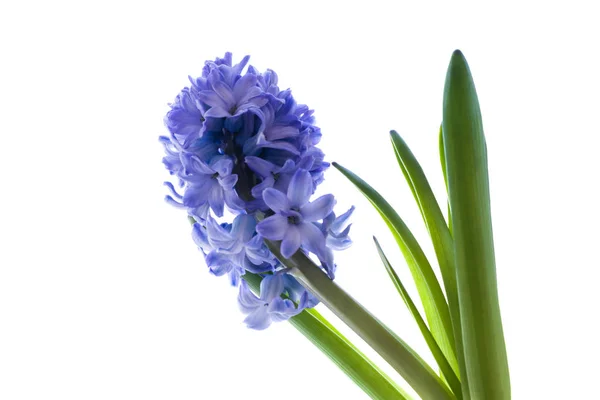 Geïsoleerde Blauwe Hyacint Bloem Close Wit — Stockfoto