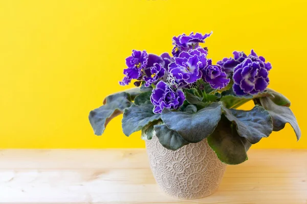 Bloeiende Heldere Paarse Afrikaanse Violet Bloem Houten Tafel Met Gele — Stockfoto