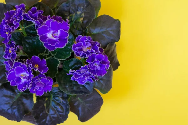 Цветущий Ярко Фиолетовый Африканский Фиолетовый Цветок Желтом Фоне Вид Сверху — стоковое фото