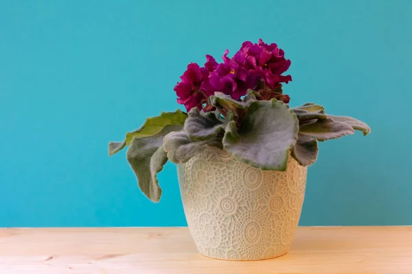 Bloeiende Helder Roze Afrikaanse Violet Bloem Houten Tafel Met Blauwe — Stockfoto