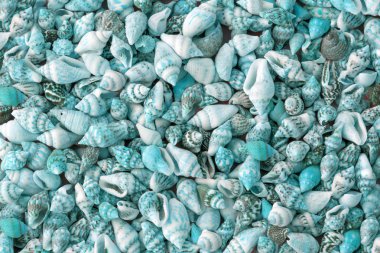 Arka plan birçok küçük deniz kabukları yapılmış