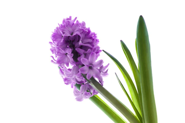 Ізольована Фіолетова Квітка Гіацинту Крупним Планом Білому — стокове фото