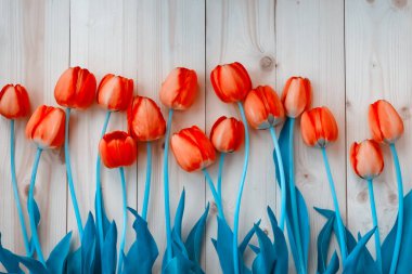 Kırmızı laleler tek tek ahşap arka plan, bej ahşap çit yanında güzel laleler