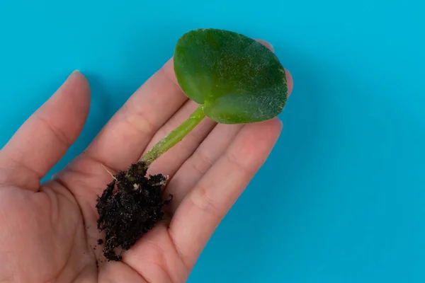 African violet's leave with roots, rooting and caring of young plant of African violet