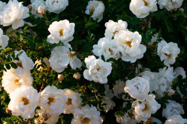 Yabani gül, Rosa köpek, köpek gün batımı ışık ve güneş ışınları üzerinde beyaz çiçekler çalı gül