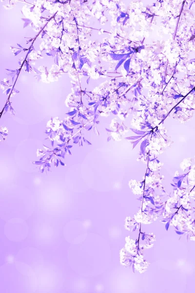 可爱的垂直背景 由盛开的樱桃树枝与闪亮的模糊火花 — 图库照片
