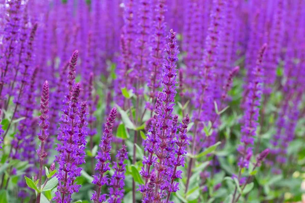 Grupo Flores Violetas Salvia Nemorosa Caradonna — Foto de Stock