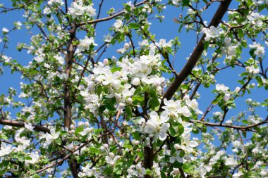 Elma ağacının çiçeklenme dalı, daldaki beyaz çiçekler