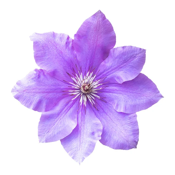 Красивый Цветок Клематис Белом Фоне — стоковое фото