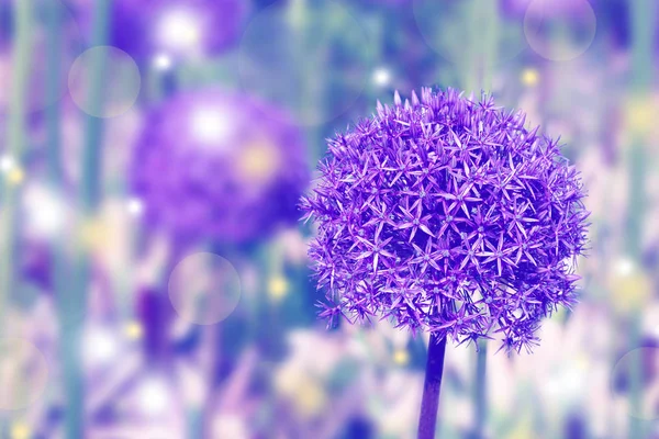 輝く輝きを持つトーンの巨大なアリウムの花で作られた背景 — ストック写真