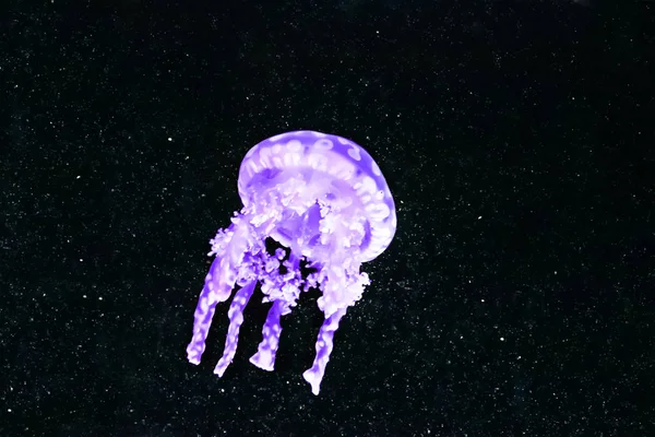 Purpurowy Stonowany Jellyfish Pływających Niebie Pełnym Gwiazd Koncepcja Chłod Harmonii — Zdjęcie stockowe