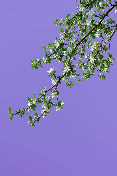 Fundo Vertical Encantador Feito Árvore Cerejeira Florescendo Ramo Com Brilhos — Fotografia de Stock