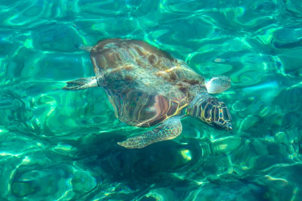 Tortuga Boba Está Nadando Bajo Mar Mediterráneo Las Islas Griegas — Foto de Stock