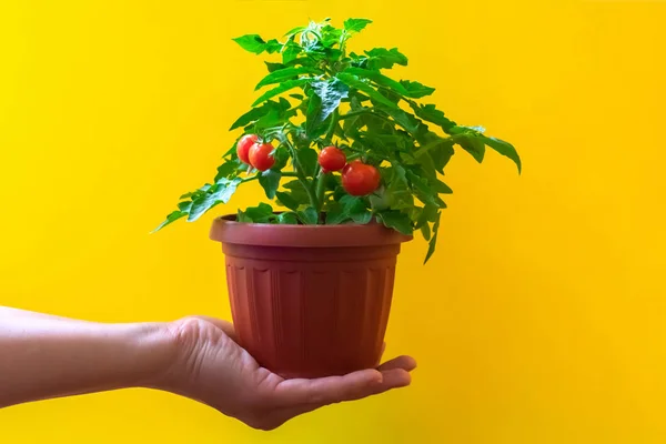 Small bush of cherry tomatos in brown pot on female hands. Balcony tomato on a bright yellow background