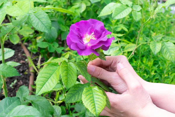 Beautiful Blooming Bright Pink Rose Green Leaves Growing Young Girl — стоковое фото