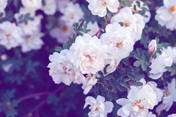 Precioso Fondo Hecho Flores Rosa Perro Blanco Fondo Para Tarjetas — Foto de Stock