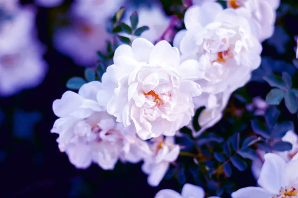 Precioso Fondo Hecho Flores Rosa Perro Blanco Fondo Para Tarjetas — Foto de Stock