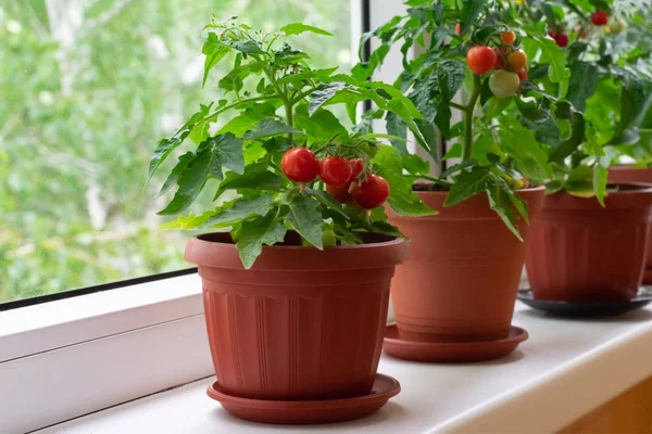 Beyaz pencere üzerinde kahverengi tencere balkon kiraz domates küçük çalı. Yaz aylarında evde bahçe domates