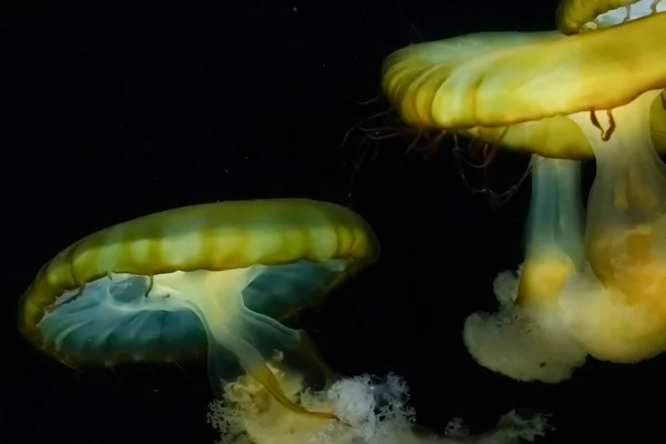 Τσουκνίδες Της Ατλαντικής Θάλασσας Χρυσαόρα Κουινκουριριζά Τσουκνίδα Της Ανατολικής Ακτής — Φωτογραφία Αρχείου